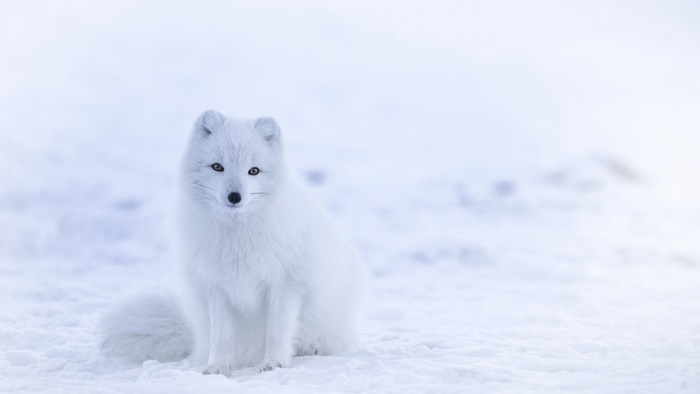 Arctic fox in the snow 4K