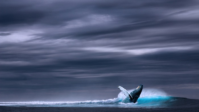 Humpback whale breaching in ocean wave 4K