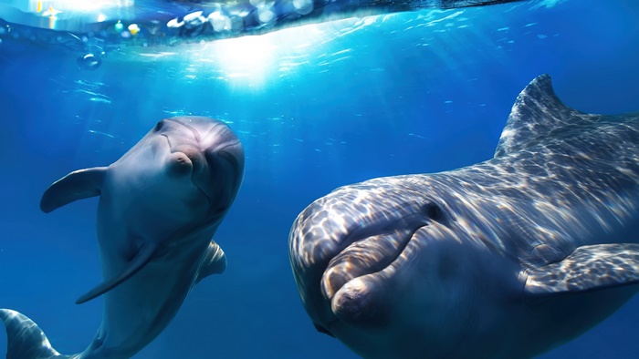 Two dolphins swimming underwater in 4K