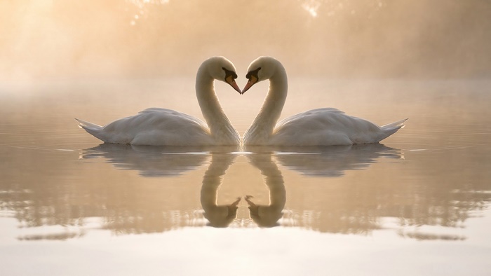 Two swans forming a heart shape in 4K