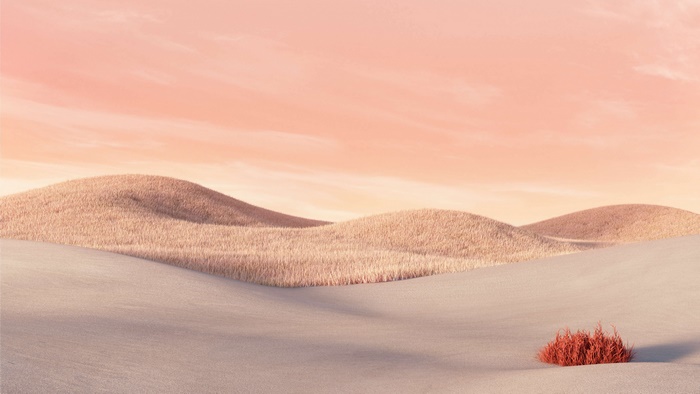 Desert landscape with rolling hills and a red bush