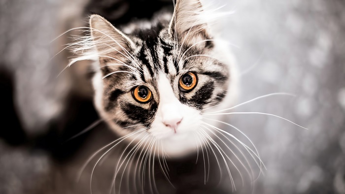 Close-up of a tabby kitten looking up