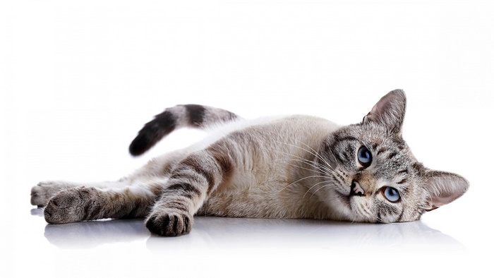 Cat lying down 4K