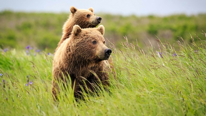 Two brown bears in a grassy field