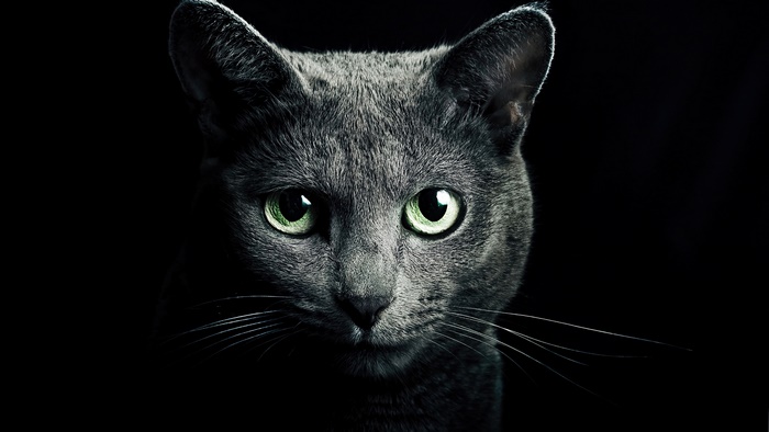 Close-up of a Russian Blue cat's face