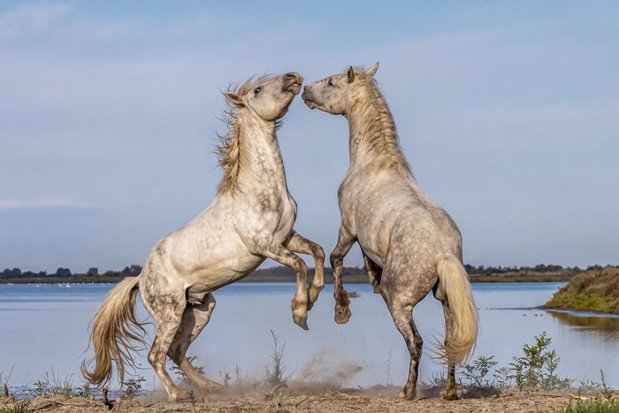 Two white horses rearing up by a lake