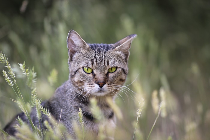 Tabby cat with green eyes staring through grass