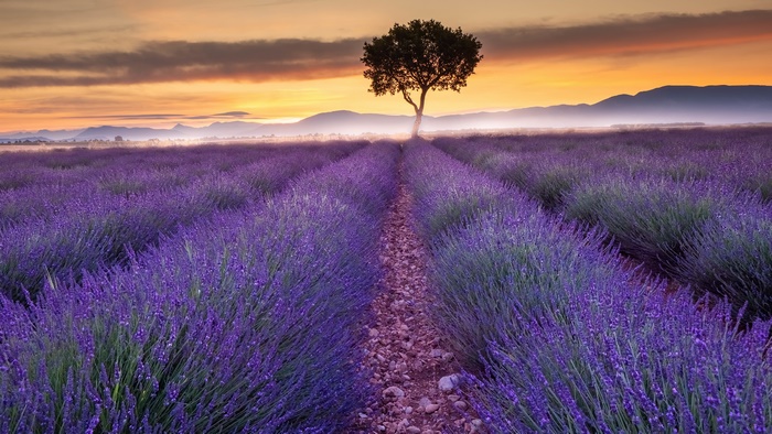 Lavender field at sunset with a lone tree