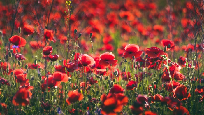 Field of Red Poppies