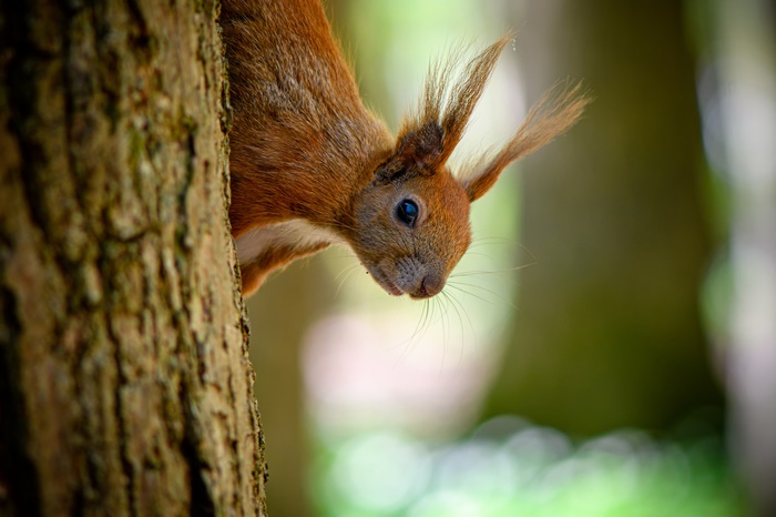 Red squirrel peeking from behind a tree trunk