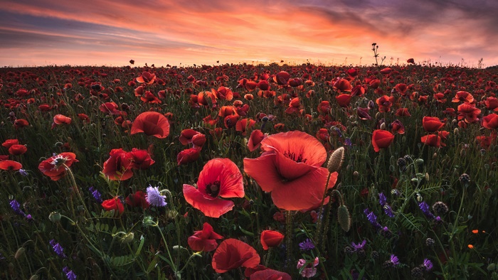 Field of red poppies at sunset