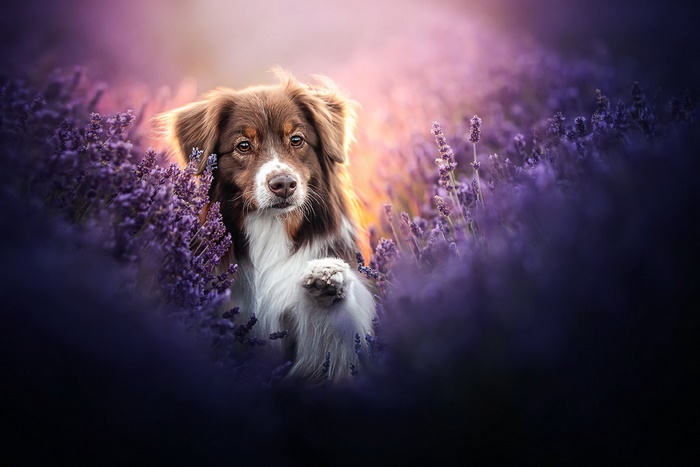 Australian Shepherd in a Lavender Field