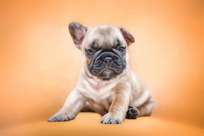 Cute French Bulldog Puppy Sitting