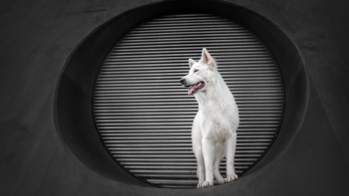 White German Shepherd in a Circular Opening