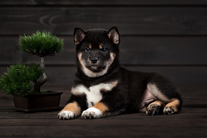 Adorable Shiba Inu Puppy Relaxing Indoors