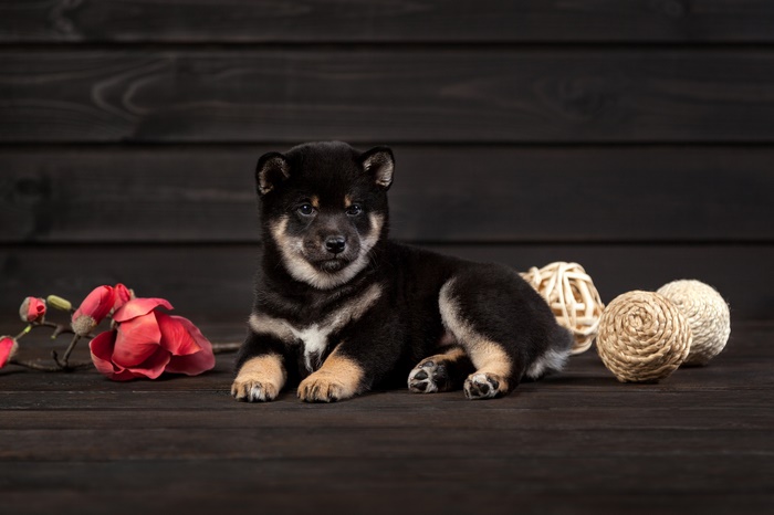 Black and tan Shiba Inu puppy lying down
