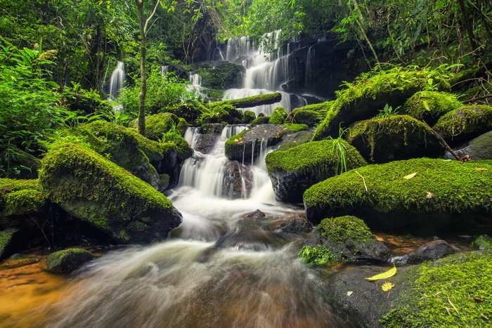 Lush green waterfall in a forest