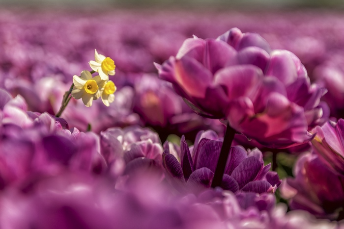 Daffodils in a field of purple tulips