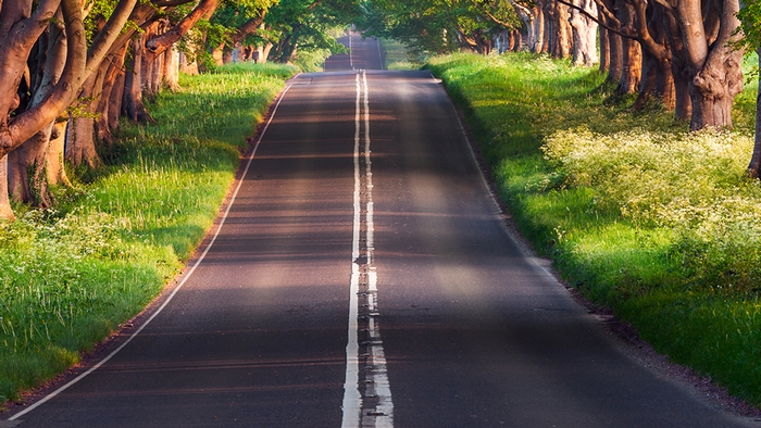 Tree-lined road with white lines