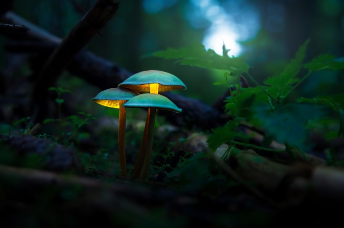 Glowing mushrooms in a dark forest