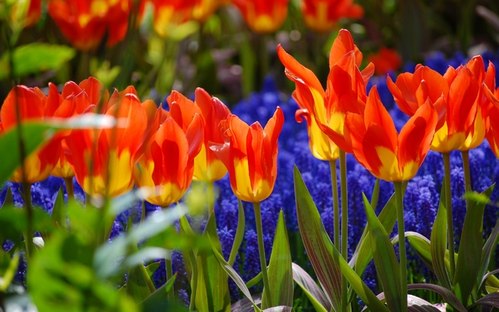Orange and yellow tulips with blue flowers