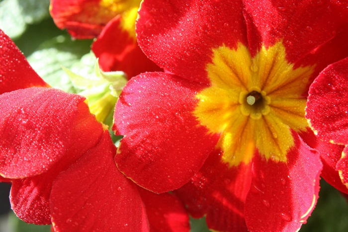 Close-up of red primrose flower with water droplets