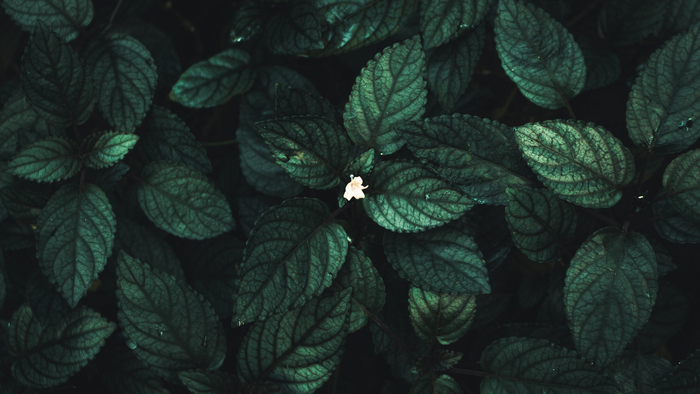 Dark Green Leaves with a Single White Flower
