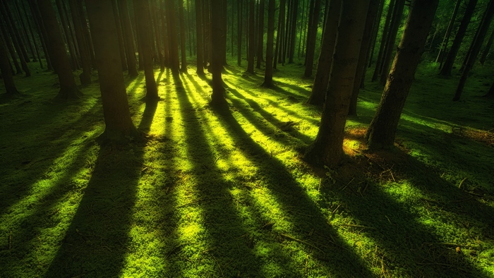 Sunlight filtering through a mossy forest