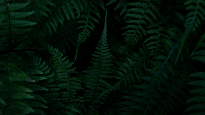 Dark Green Fern Leaves