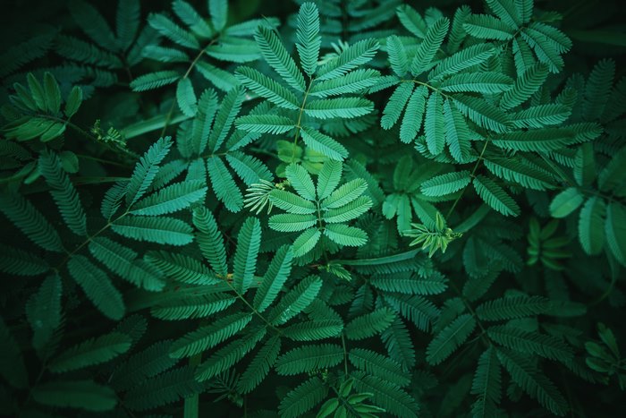 Dark Green Fern Leaves 4K