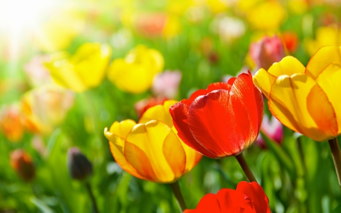 Red and yellow tulips in spring sunlight