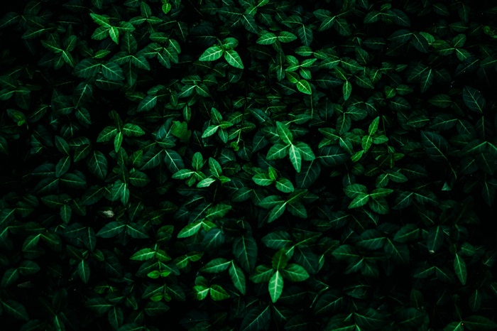 Dark Green Leaves