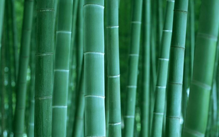 Green Bamboo Forest