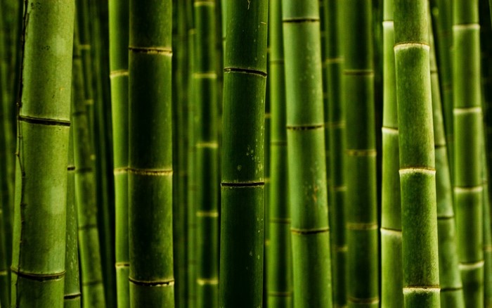 Green Bamboo Forest