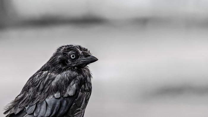 Black bird with white eye on simple background