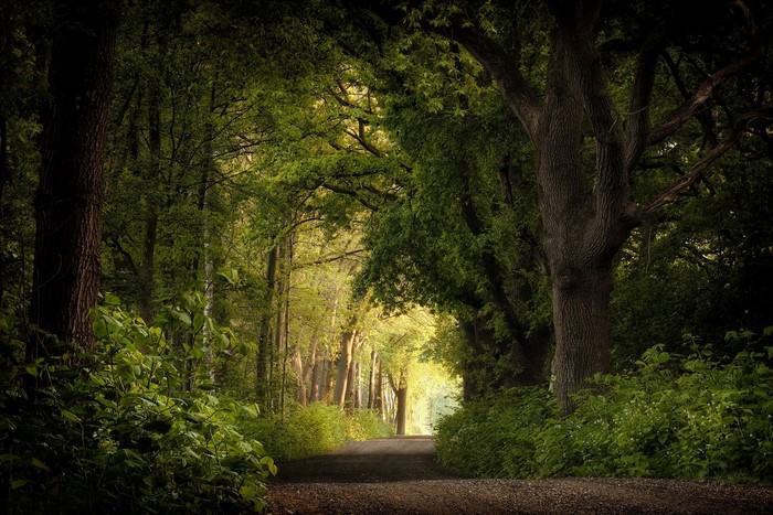 Gravel road through a sunlit forest in the Netherlands