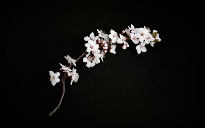 White cherry blossoms on a black background