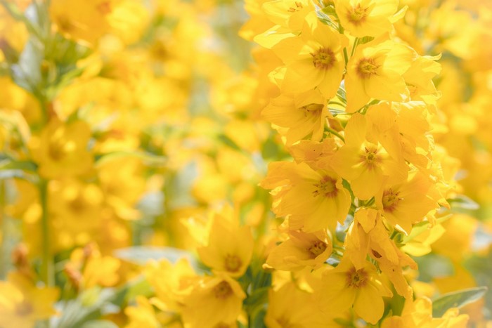 Close-up of bright yellow flowers in bloom