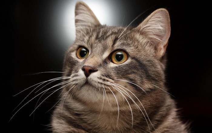 Close-up of a tabby cat's face