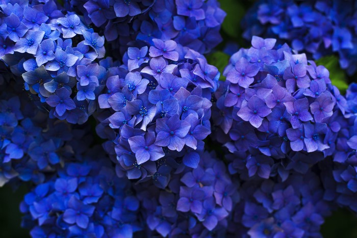 4K Closeup of Blue Hydrangea Flowers