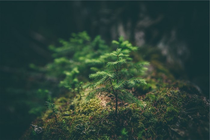 Young pine trees growing on mossy ground in a forest