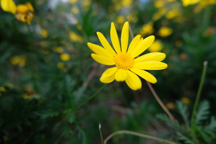 4K Yellow Daisy with Bokeh