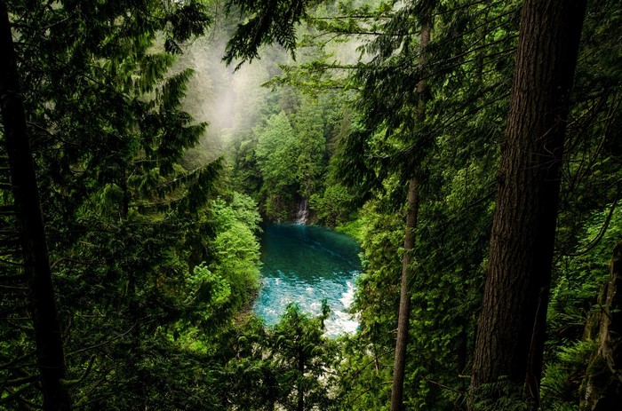 Misty forest with a blue lake