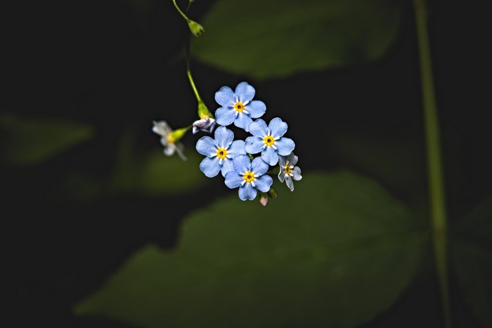 Forget-me-not flowers in macro photography