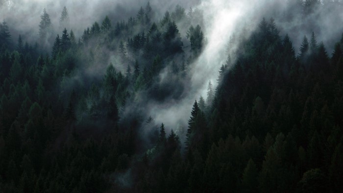 Misty forest with tall evergreen trees