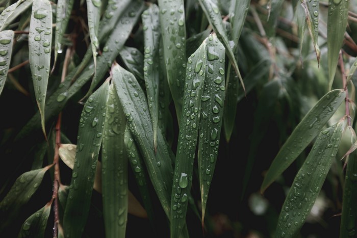 Bamboo leaves with water drops