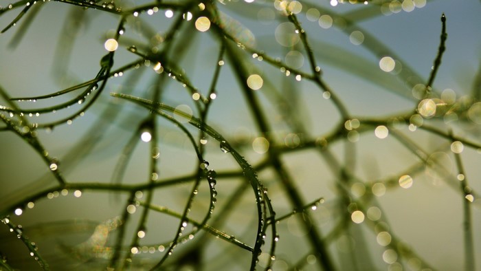 Macro shot of green stems with water drops and bokeh