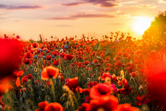 Field of poppies at sunset