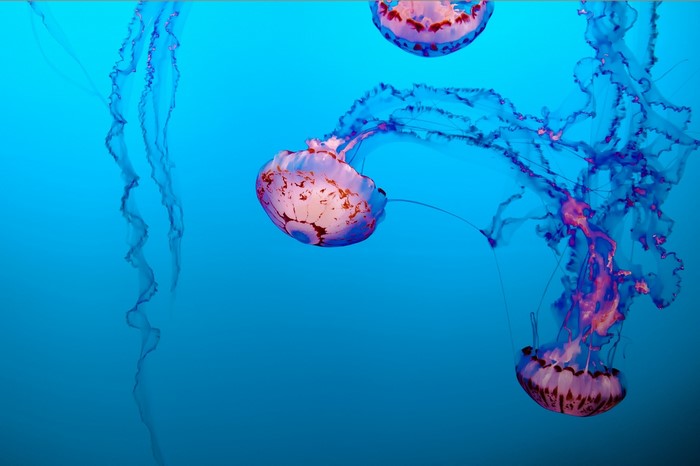 Three jellyfish swimming in blue water
