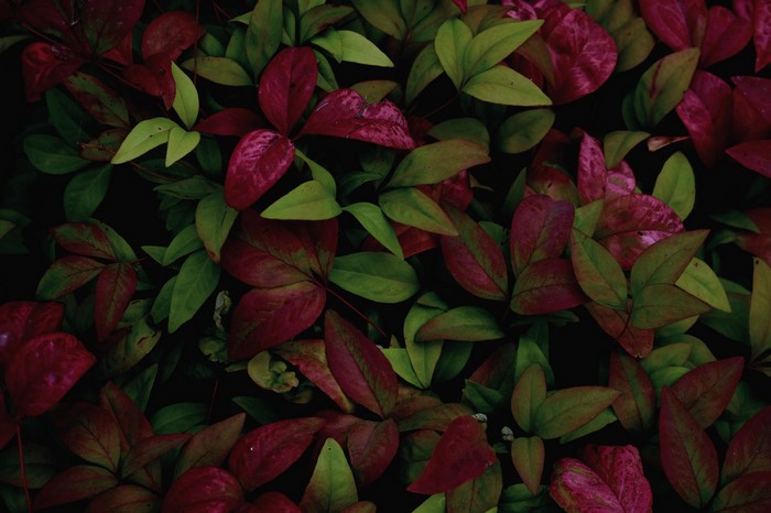 Close-up of red and green leaves